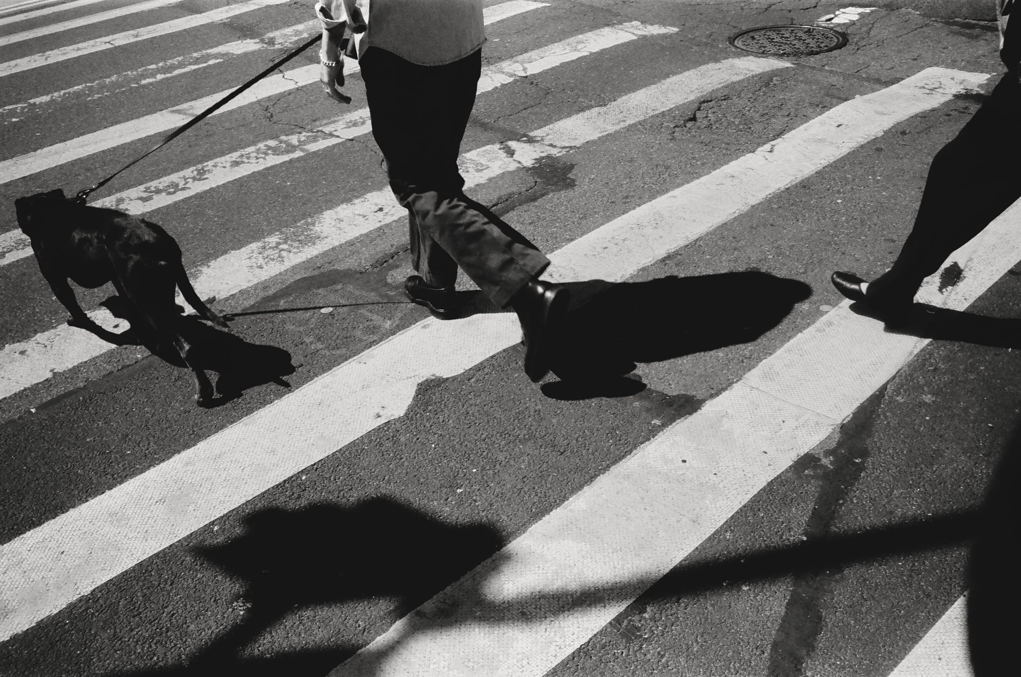 Andrew and Maxine walking across a New York City crosswalk with their dog Ruth